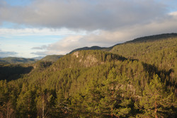 Fetjarstaulnuten