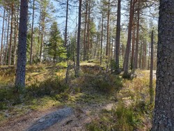 Langfuruåsen nord