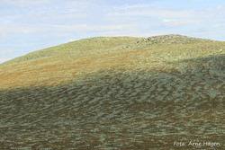 Gråpiggen