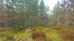Heimhaugen