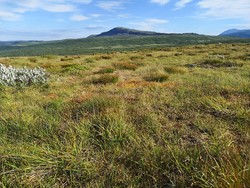 Kringlehovda