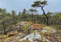 Hjortlandshovda