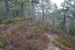 Tronkåsen