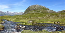 Middagshornet