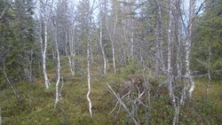 Åsvollhøgda