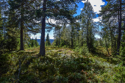 Trollmyrhaugen