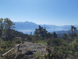 Geitaknottane