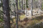 Torsnabben