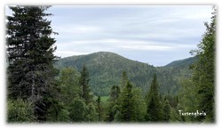 Torsengheia