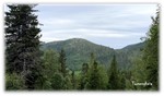 Torsengheia