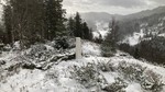 Bontveit søyle