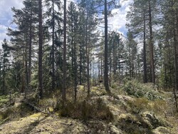 Bilåsen