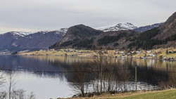 Tunheimshornet
