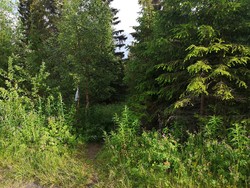 Javnberget sti ned