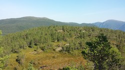Skoglihammaren