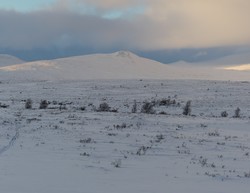 Tjørnhøkollen