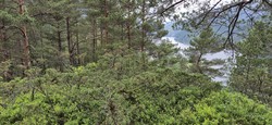 Åsen