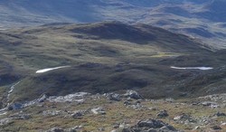 Gipehovde