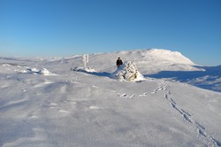 Gråsida