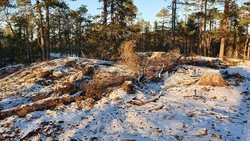 Rognlihøgda