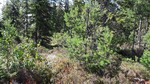 Poselia