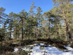 Høgesset