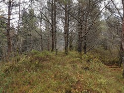 Jarstadåsen