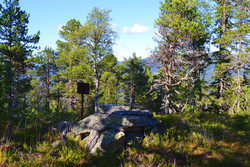 Dugurdsmålnuten