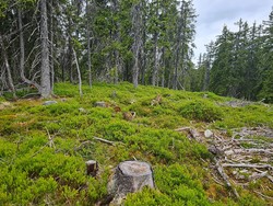 Svartvannhaugen