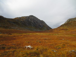 Sauaskardshorga