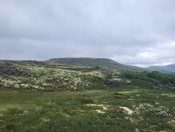 Marsjøtangen