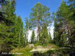Trettbråten