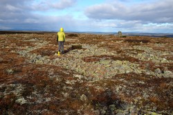Skjerhøa