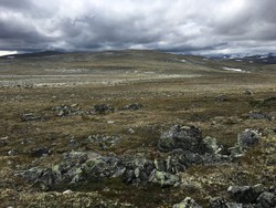 Fellingshøi