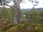 Småskarhaugan vest