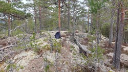 Veståsen