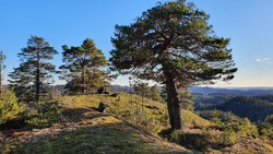 Lamåsen