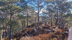 Annfinnheia