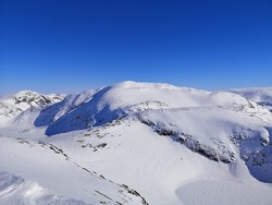 Bjørnenipa