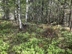 Skotterudbrenna