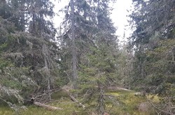 Bårhaugkampen