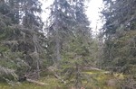 Bårhaugkampen