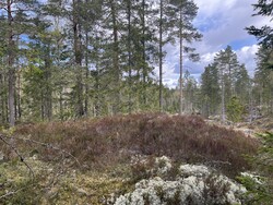 Seteråsene