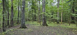 Syverstadbråten