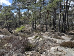 Røssepipa