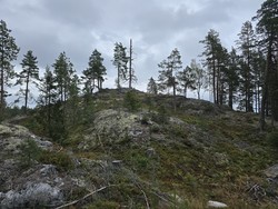 Nyseterlia