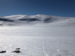 Øljuhalsane