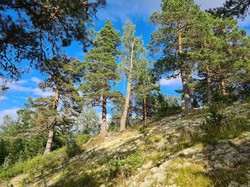 Knerten