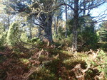 Reitaåsen