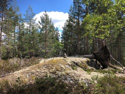 Branntjernåsen